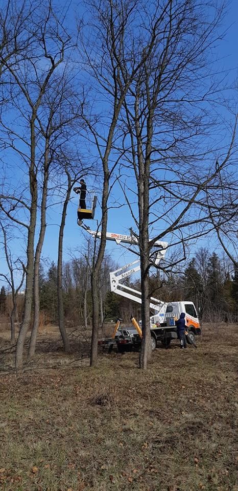 Tăierea copacilor înclinați sau deteriorați- cu masini si echipamente speciale .Calitatea garantată foto 6