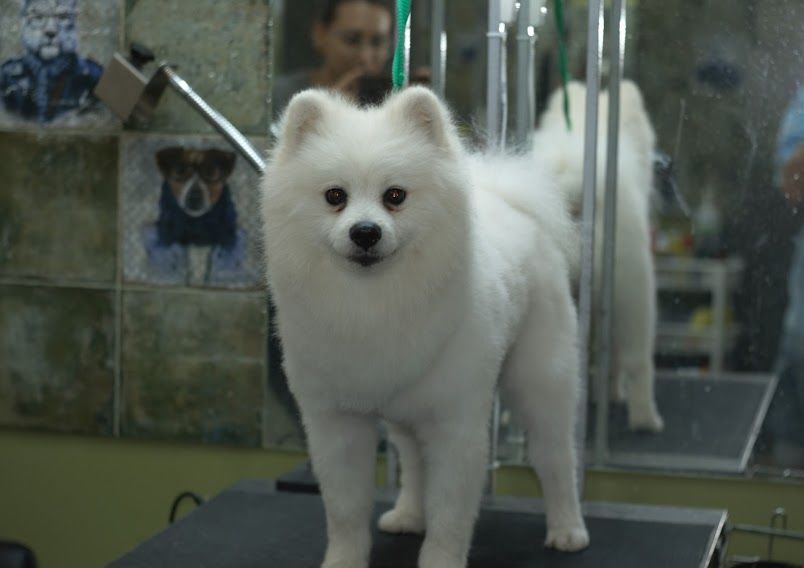 Зоосалон "Mister Dog" предлагает парикмахерские услуги для животных! 350 лей фото 3