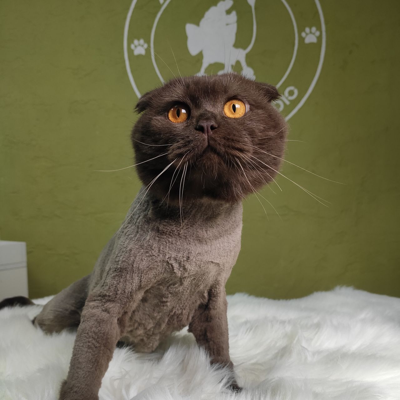 "Arlechino Grooming Studio". Buiucani. Îngrijirea pisici. foto 8