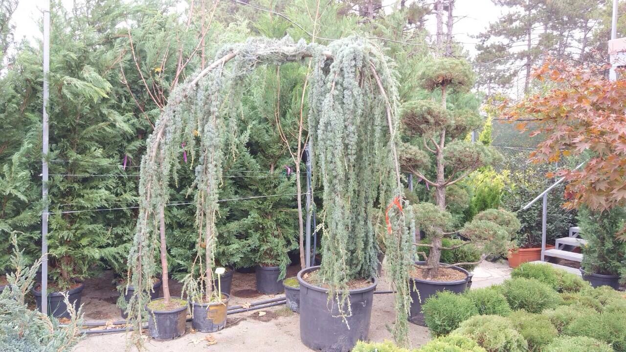 Лейландия купрессоципарис Лейланда кипарисовик cupressocyparis leylandii pon pon thuja фото 5