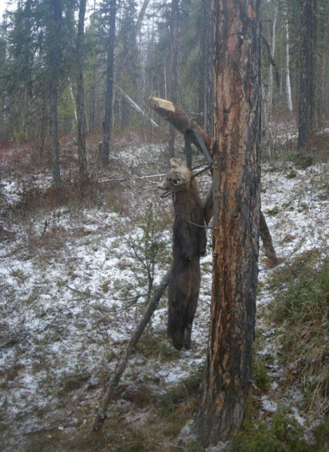Капкан проходной гуманный Тонар КД-140 Барнаул foto 0