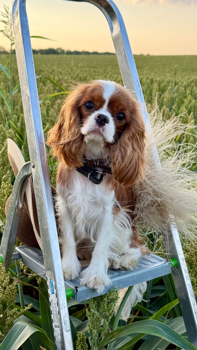 Кавалер чарльз кинг спаниель Cavalier King Charles Spaniel foto 0