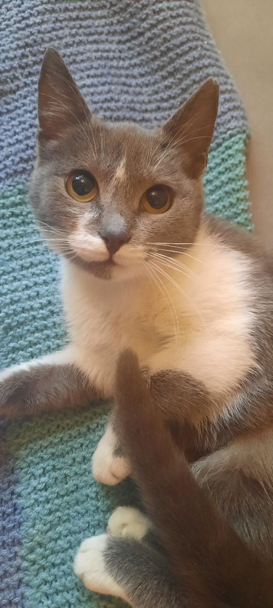Pisicuța spre adoptie/ Кошечка к присиройству foto 2