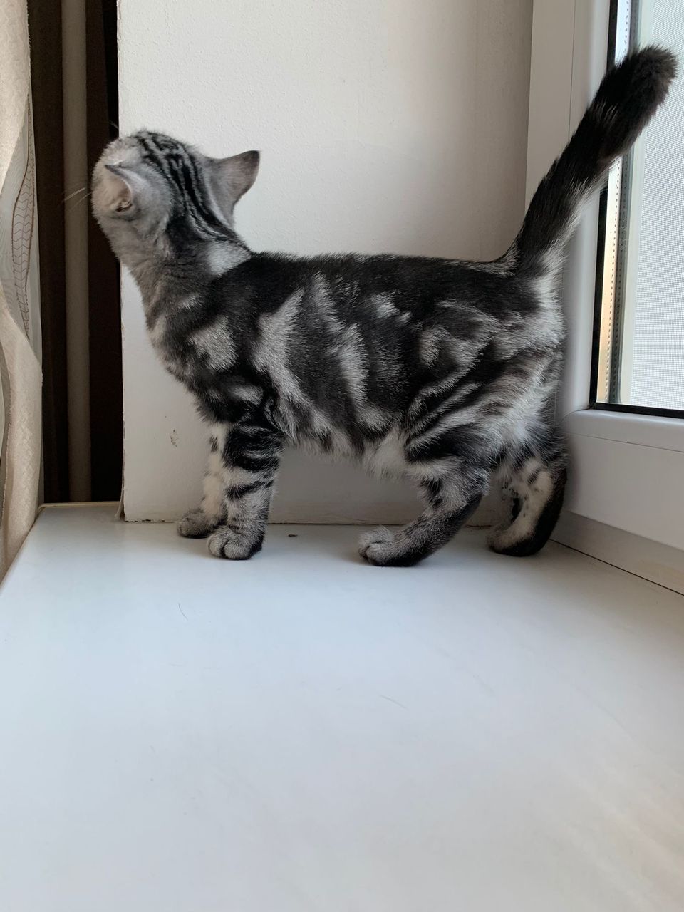 Скоттиш страйт Супер Цена)))