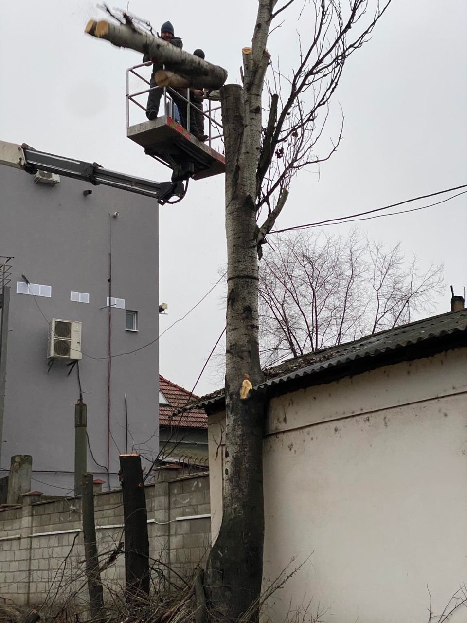 Servicii tăiere a copacilor sau crengilor problematice! foto 17