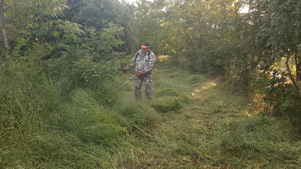 Cosirea ierbii, ingrijirea gazoanelor! foto 3