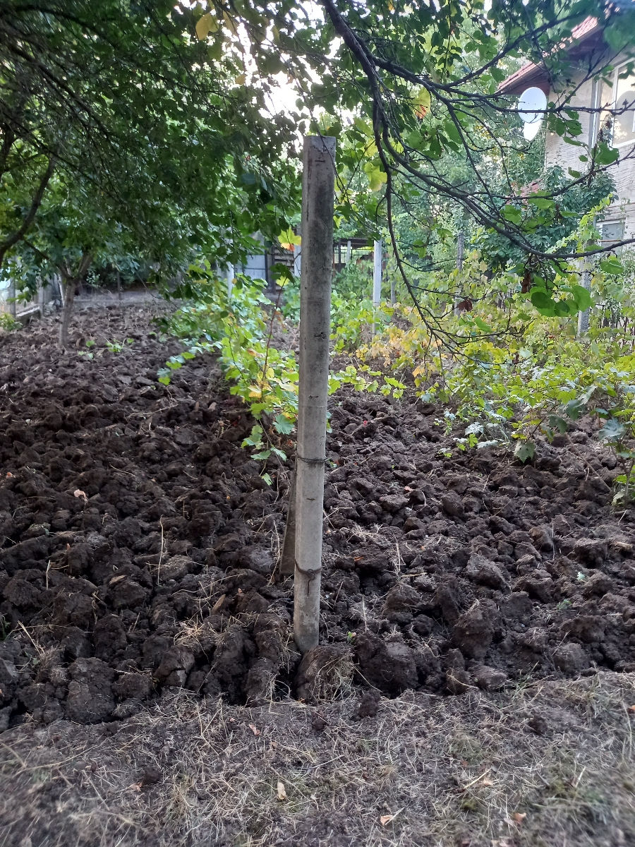 sapaturi manual/sau ku motobloku,curatenie in gradina,plantarea tuia,semanare gazon,curat la vila foto 0