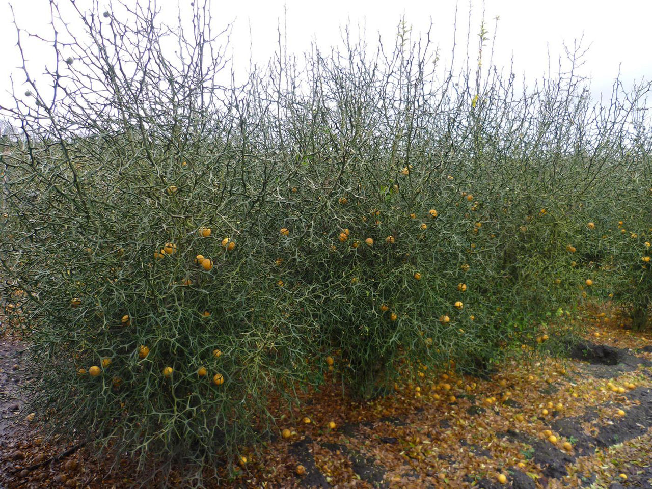 Лимон морозостойкий "Lemon-Bitter" -30C фото 3