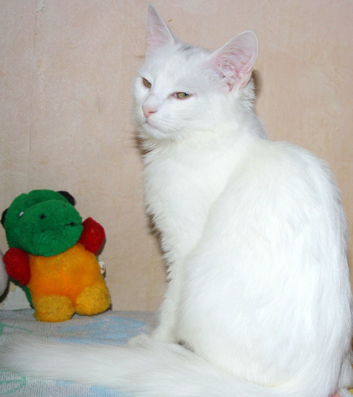 Белые породистые котики. Турецкая Ангора. Маленький и большой.