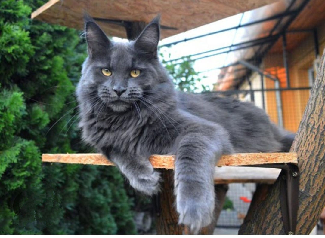 Мейн-кун голубой солид девочка. фото 3