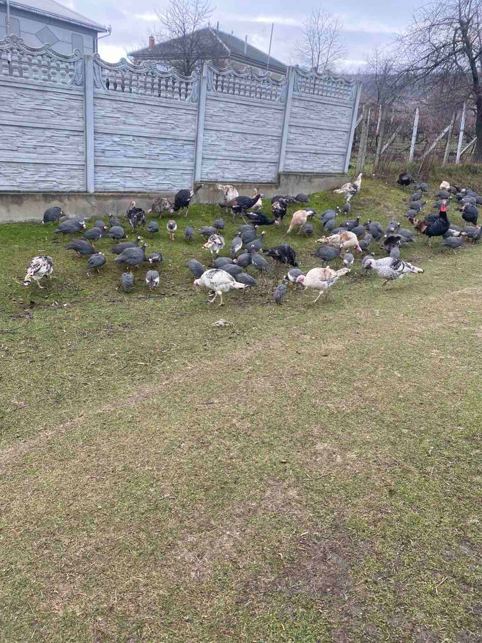 Avem în vinzare curcani curci bibilici rate mute giste hulubi epuri foto 5