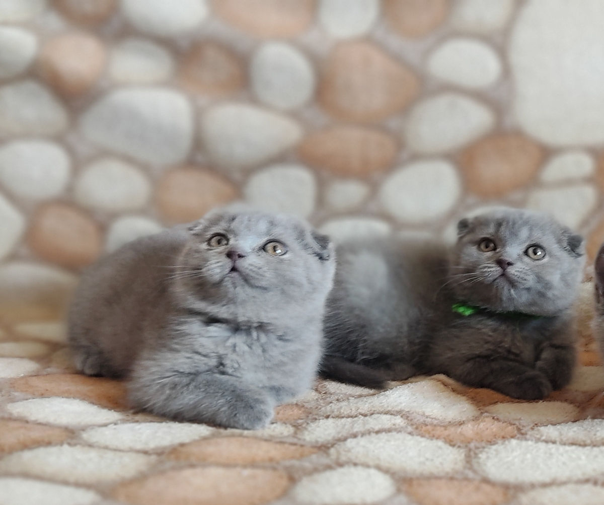 Шотландские котята -Скоттиш фолд и скотиш страйт  фото 2