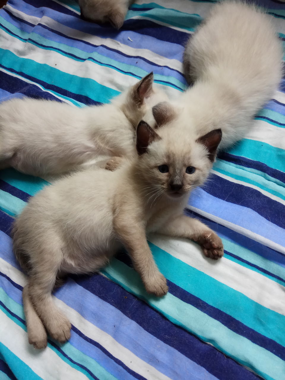 Котики 1 месяц. Котёнок сиамский тайский 1 месяц. Сиамская кошка котенок 1 месяц. Сиамские котята 1,5 месяца. Сиамский котенок 3 месяца.