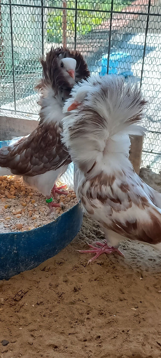 Porumbei foto 0