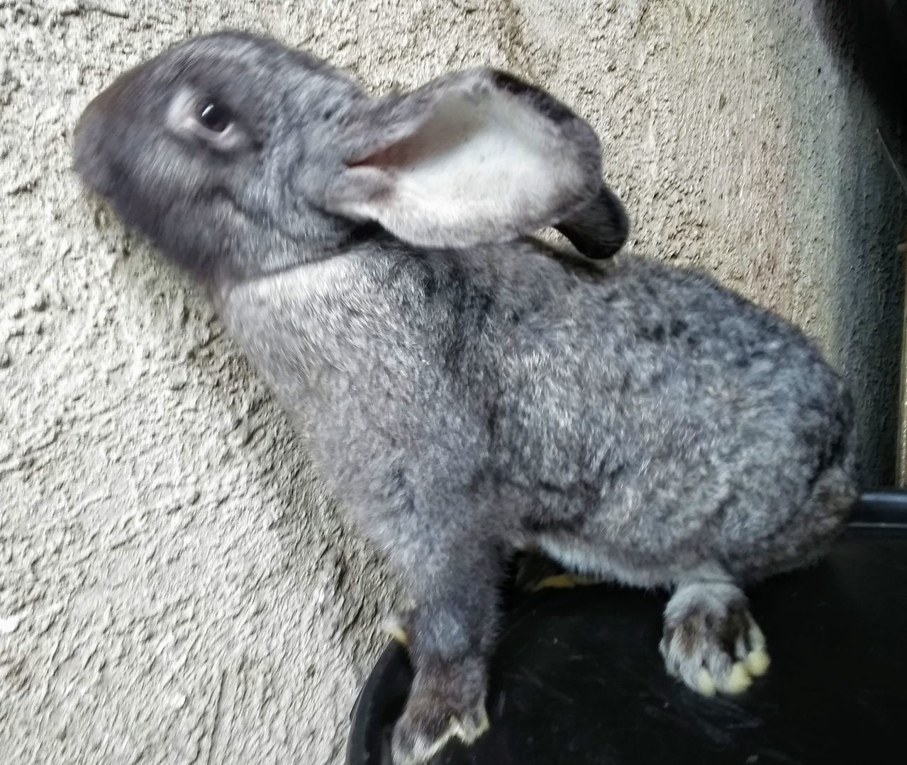 Беременная крольчиха фото