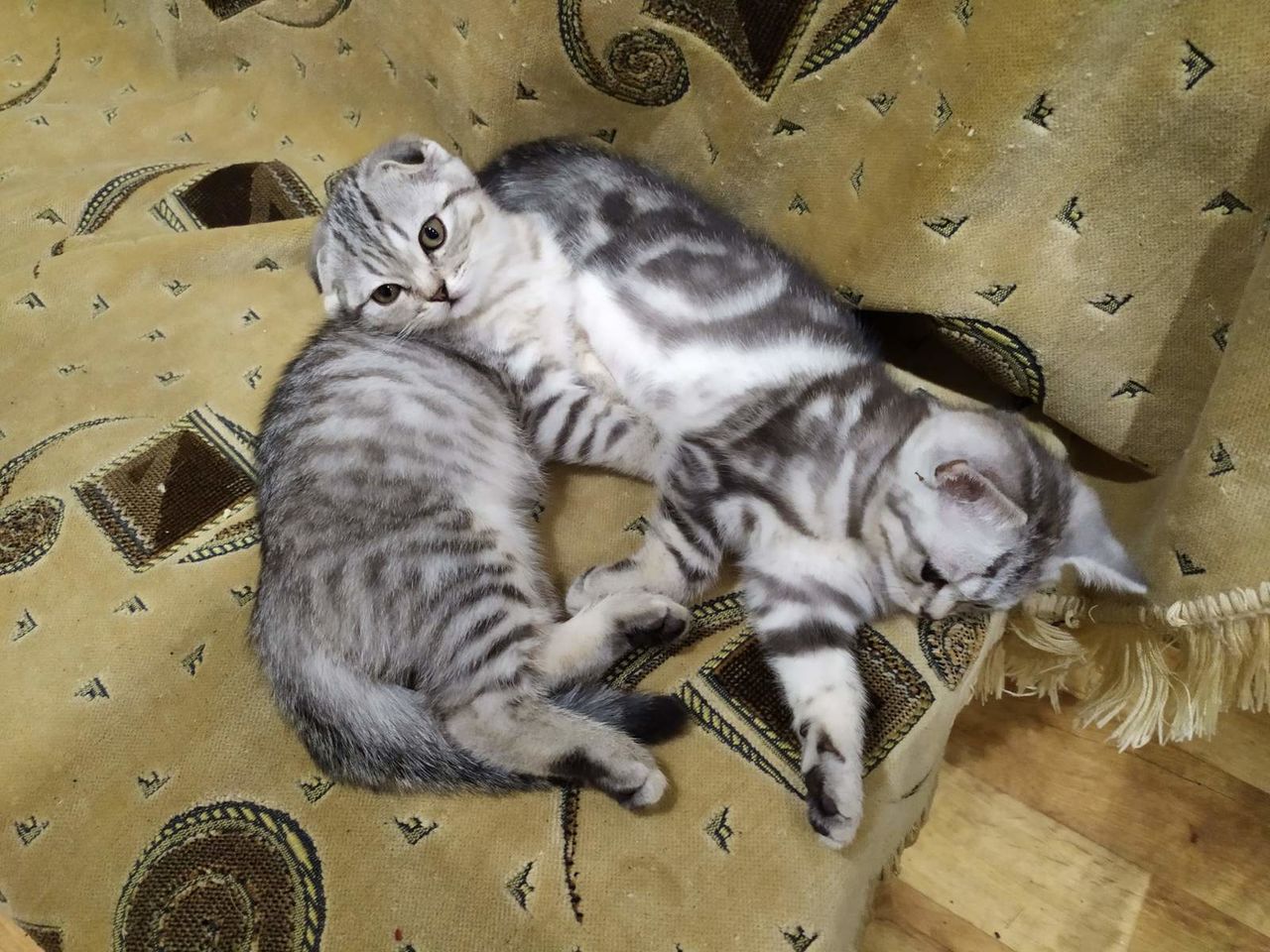 Шатланские котята