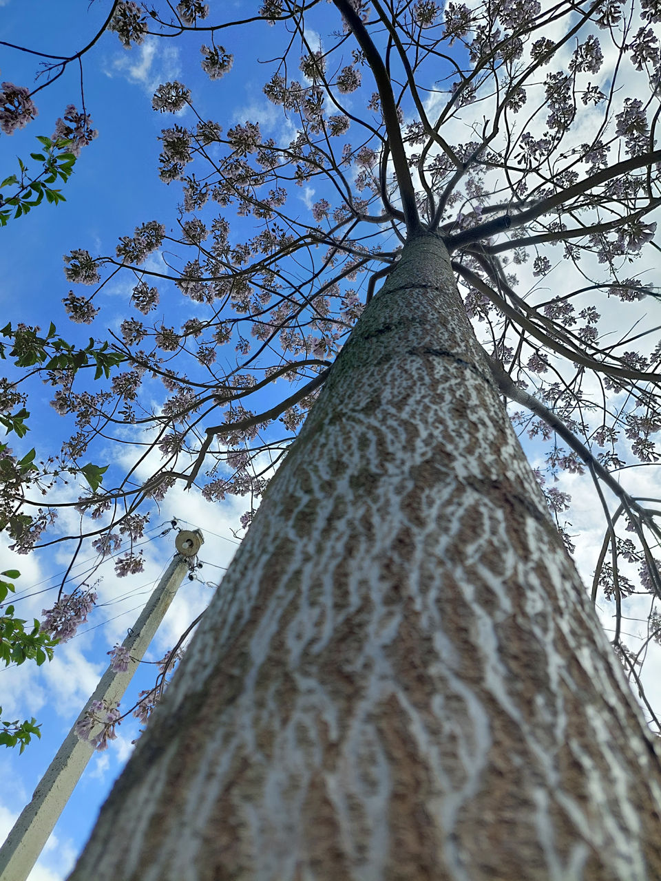 Paulownia-seminte,rasad,drajoni,butasi.. foto 8