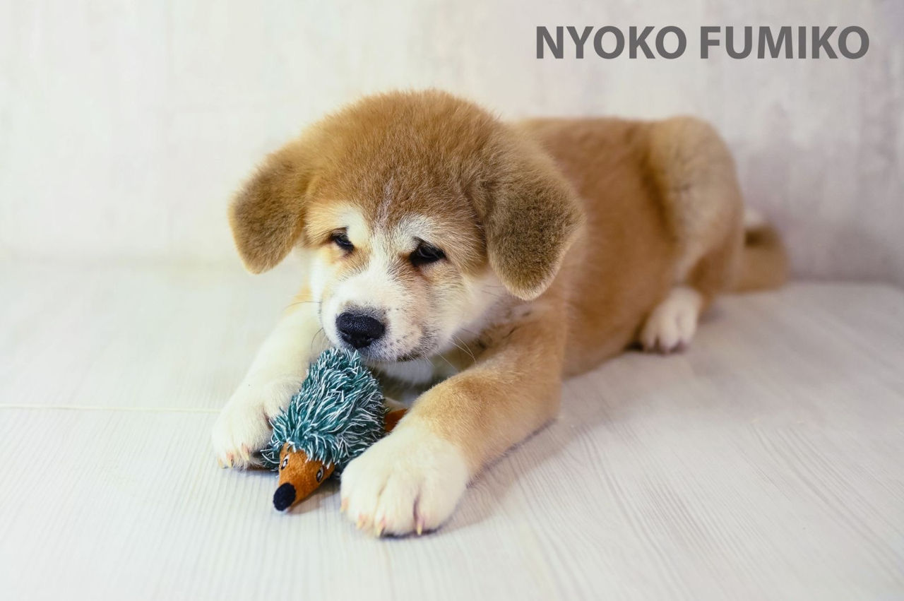 Akita inu - mascul / Акита ину - мальчик  фото 4