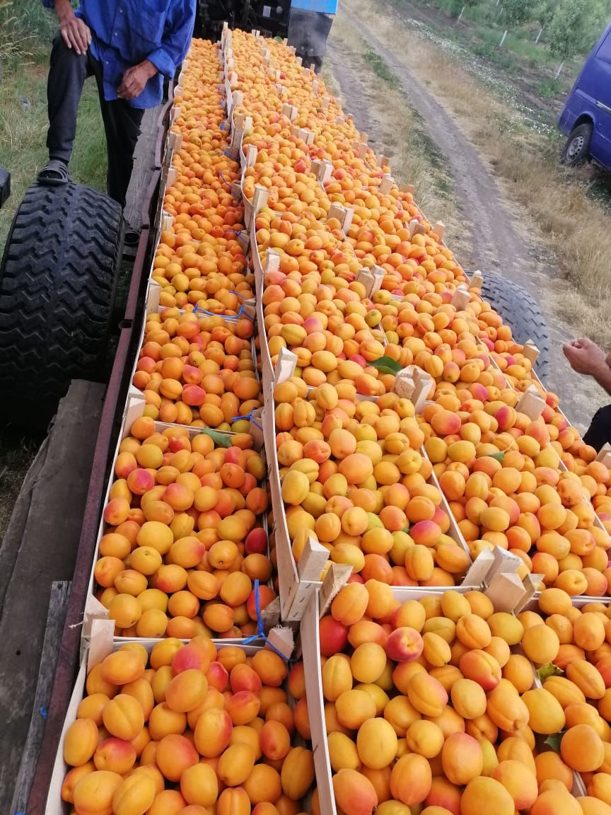 Cumpârâm Abricos la export foto 0