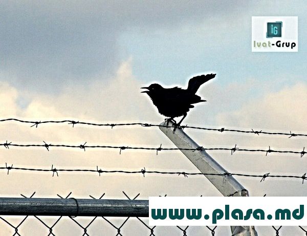 Garduri metalice in Moldova.Заборы металлические.Plasa metalica.Сетка металлическая.Eurogard.Stilpi foto 10
