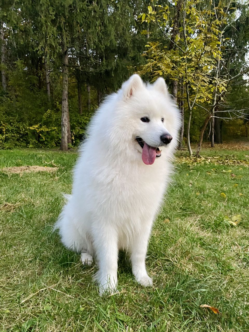 Самоед (Samoyed) для вязки (imperechere) foto 3