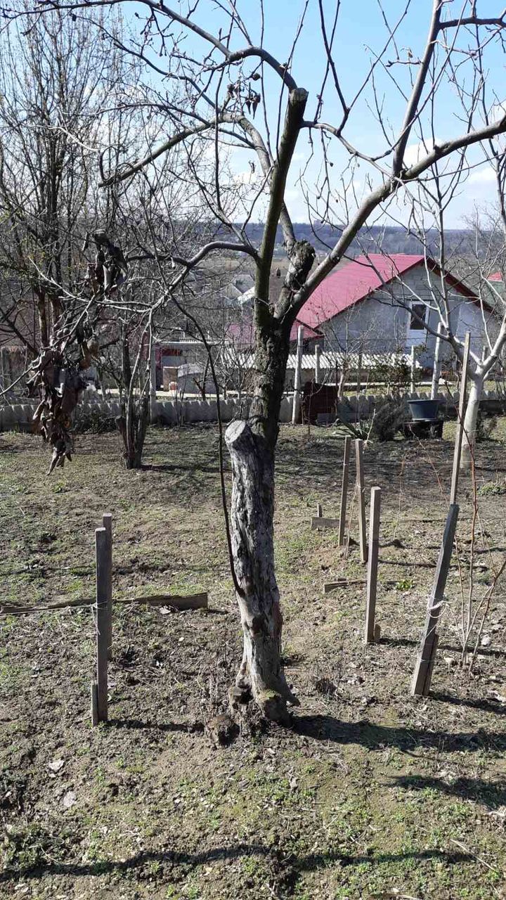 Curatenie pe teren Curatenie in gradina  Уборка огорода foto 1