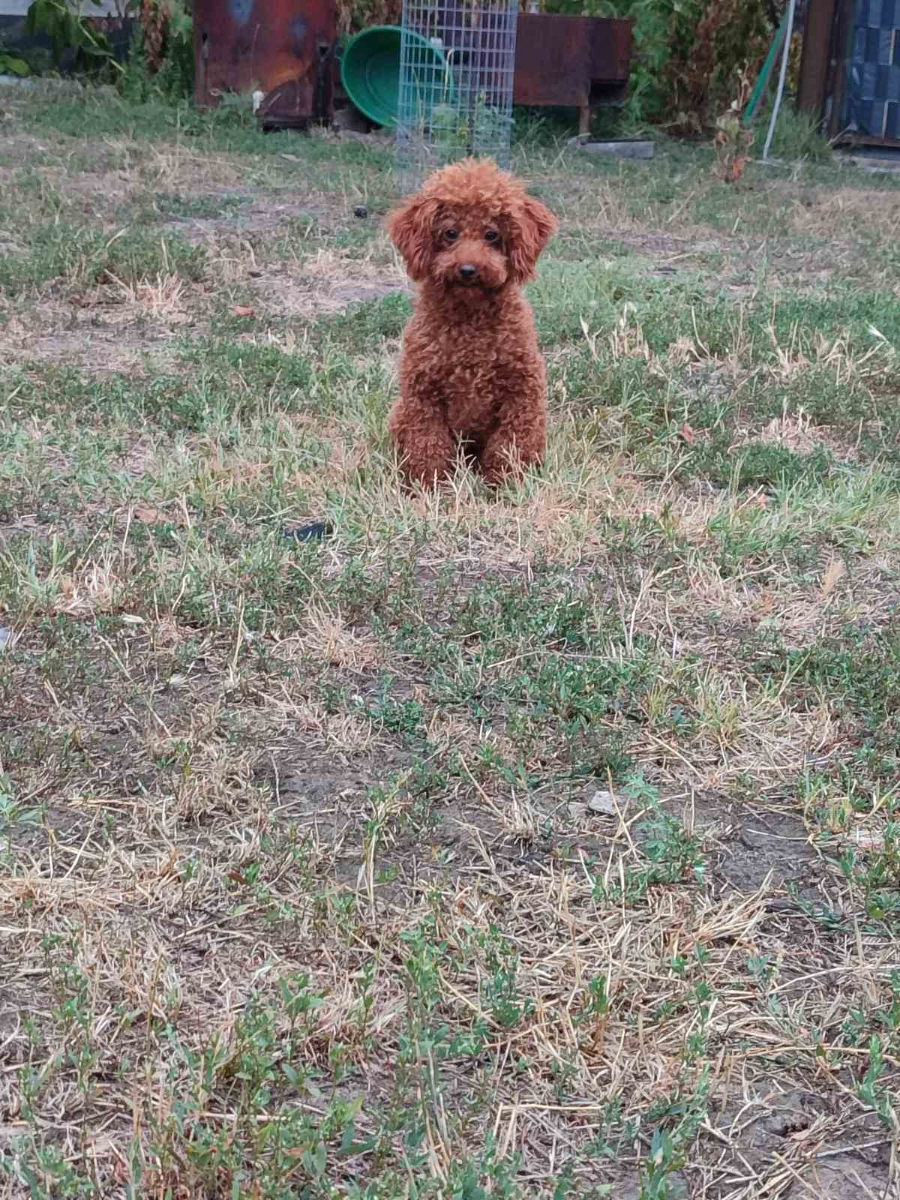 Toi pudeli mini la inperechere foto 3