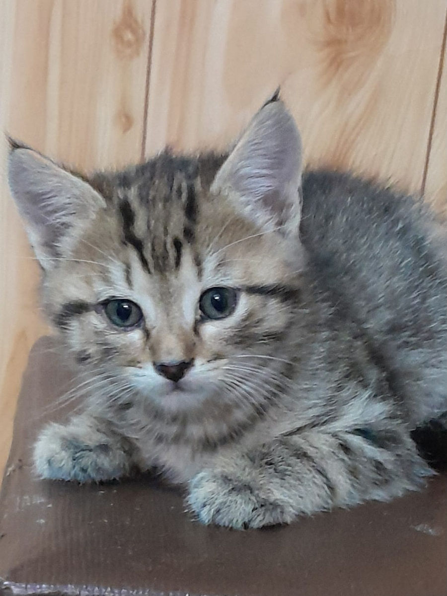 Котята в доюрые руки