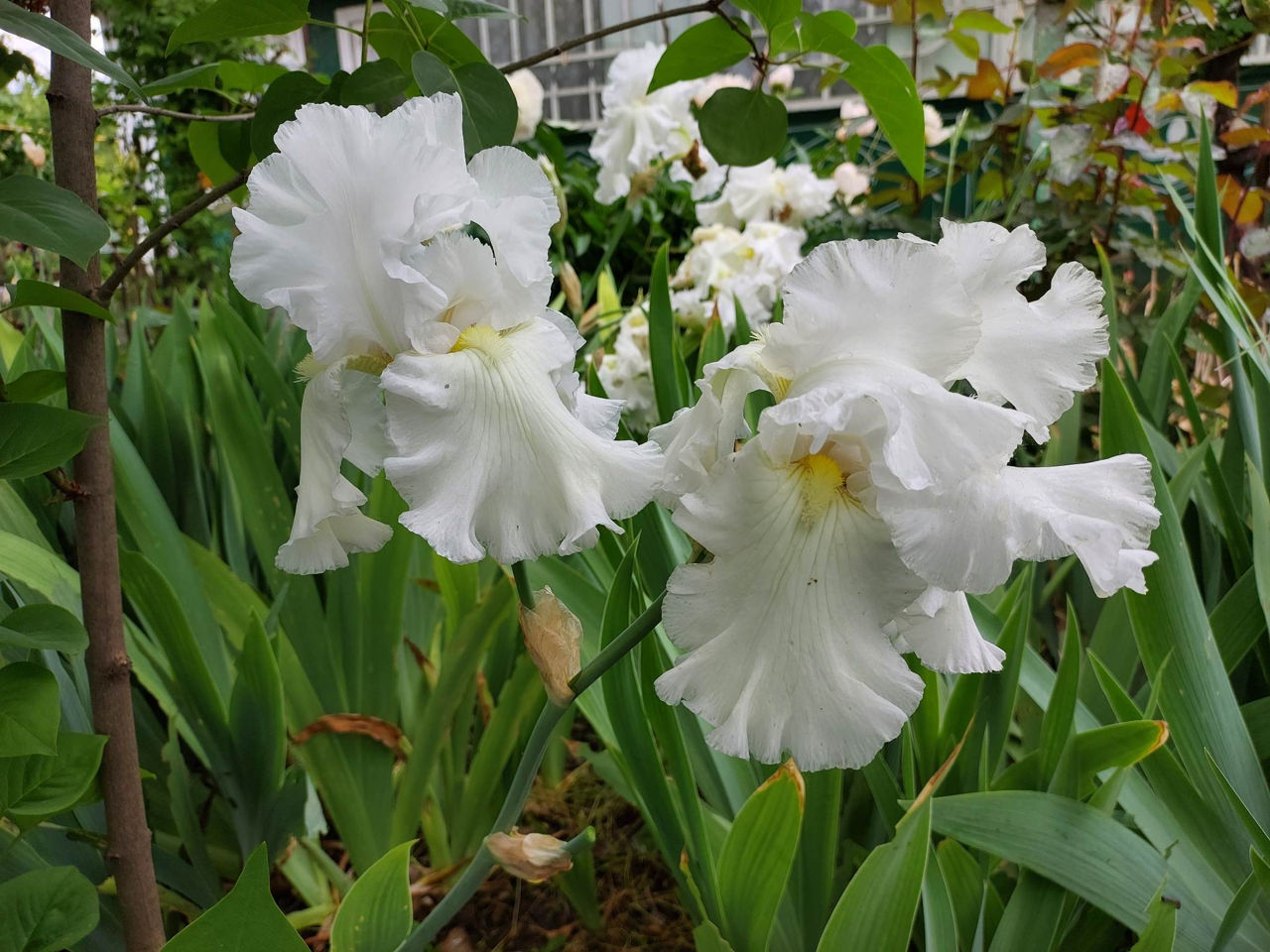 Iris Germanica. foto 6