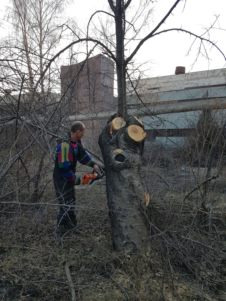 Curat in gradina la vila. Curatare defrisare teren.Taierea copacilor foto 5