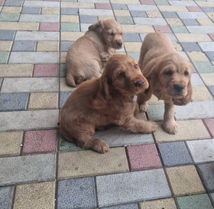 Disponibili: Ultimii 2 cățeluși Cocker Spaniel – Rasa pură, jucăuși și adorabili! foto 3
