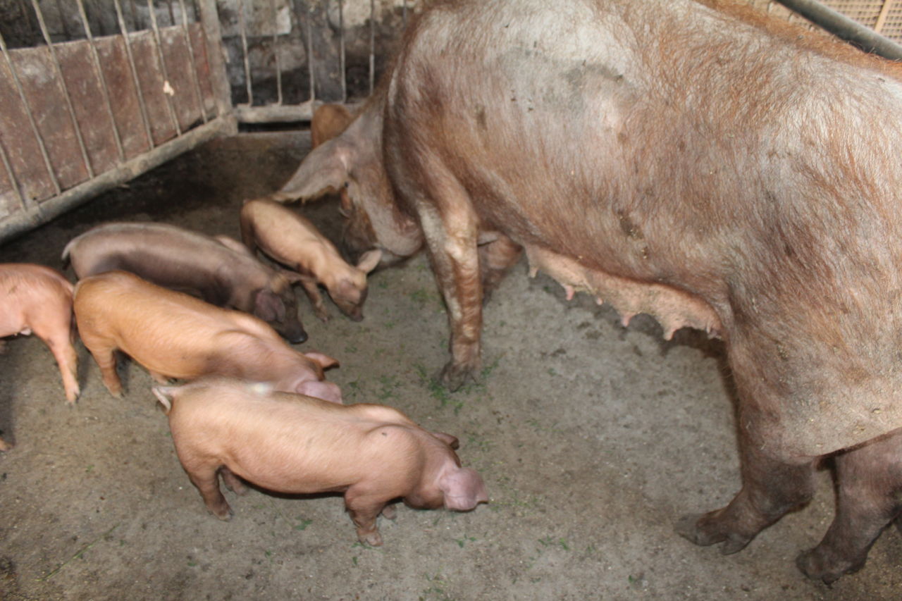 Вес свиньи породы дюрок