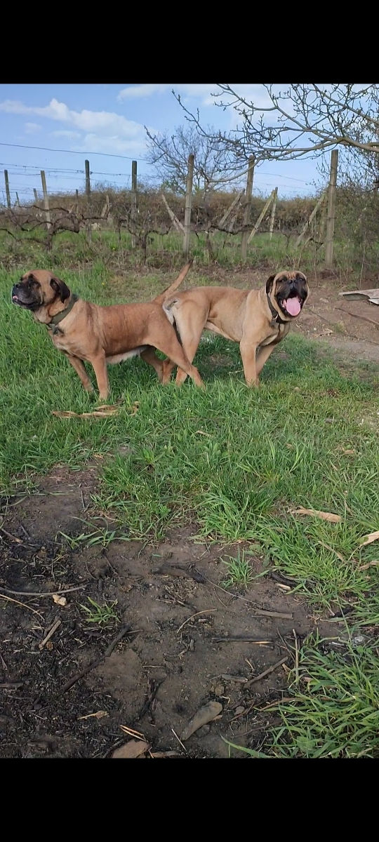 Cane corso  foto 5
