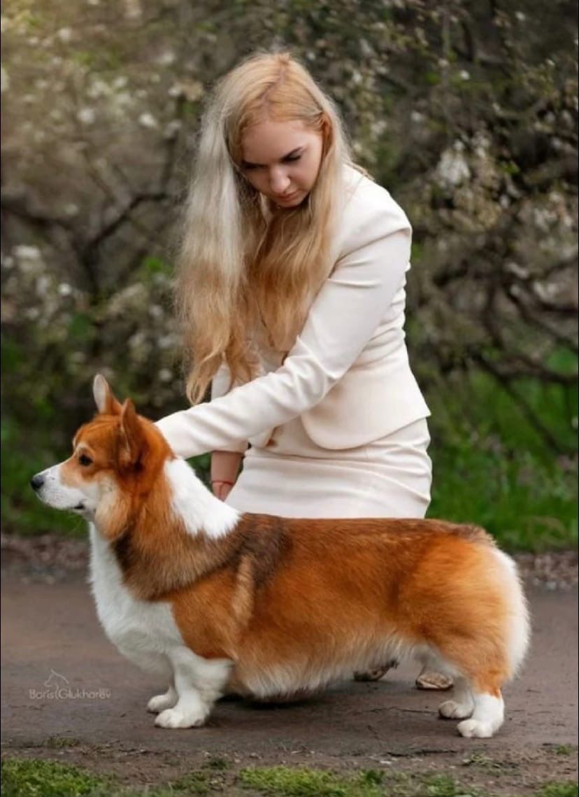 Щенки корги