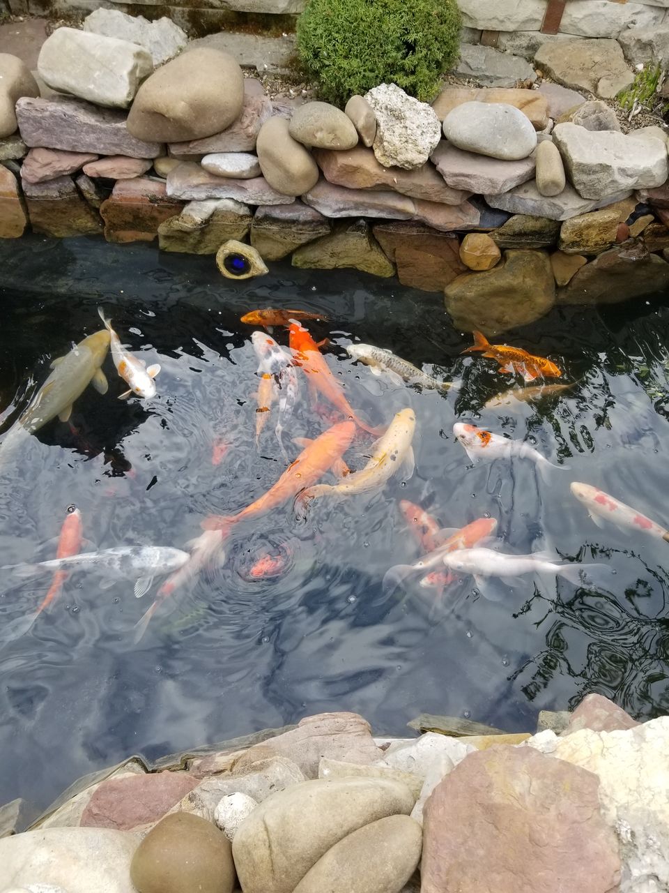Karp-Koi peşti de vânzare ( avem și micuți ) foto 9