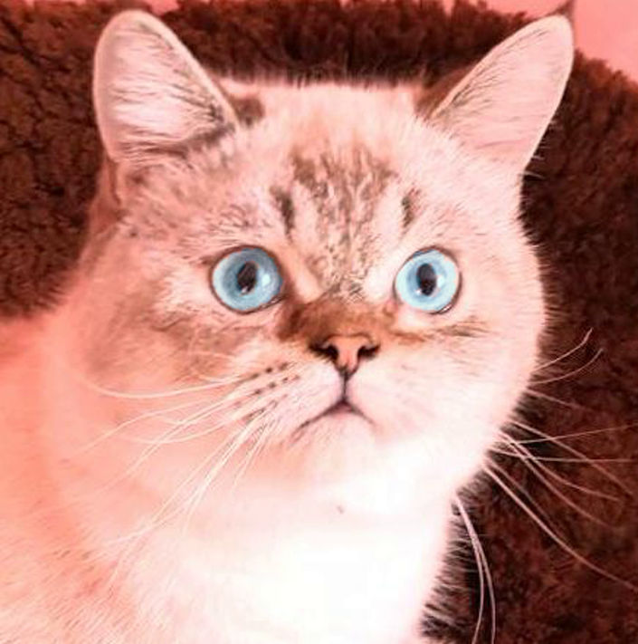 Motan Golden Chinchilla Point (Blue eyes) pt împerechere foto 4