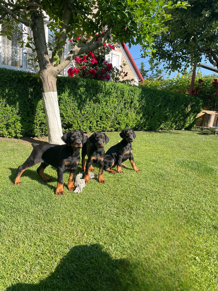 Doberman  foto 4