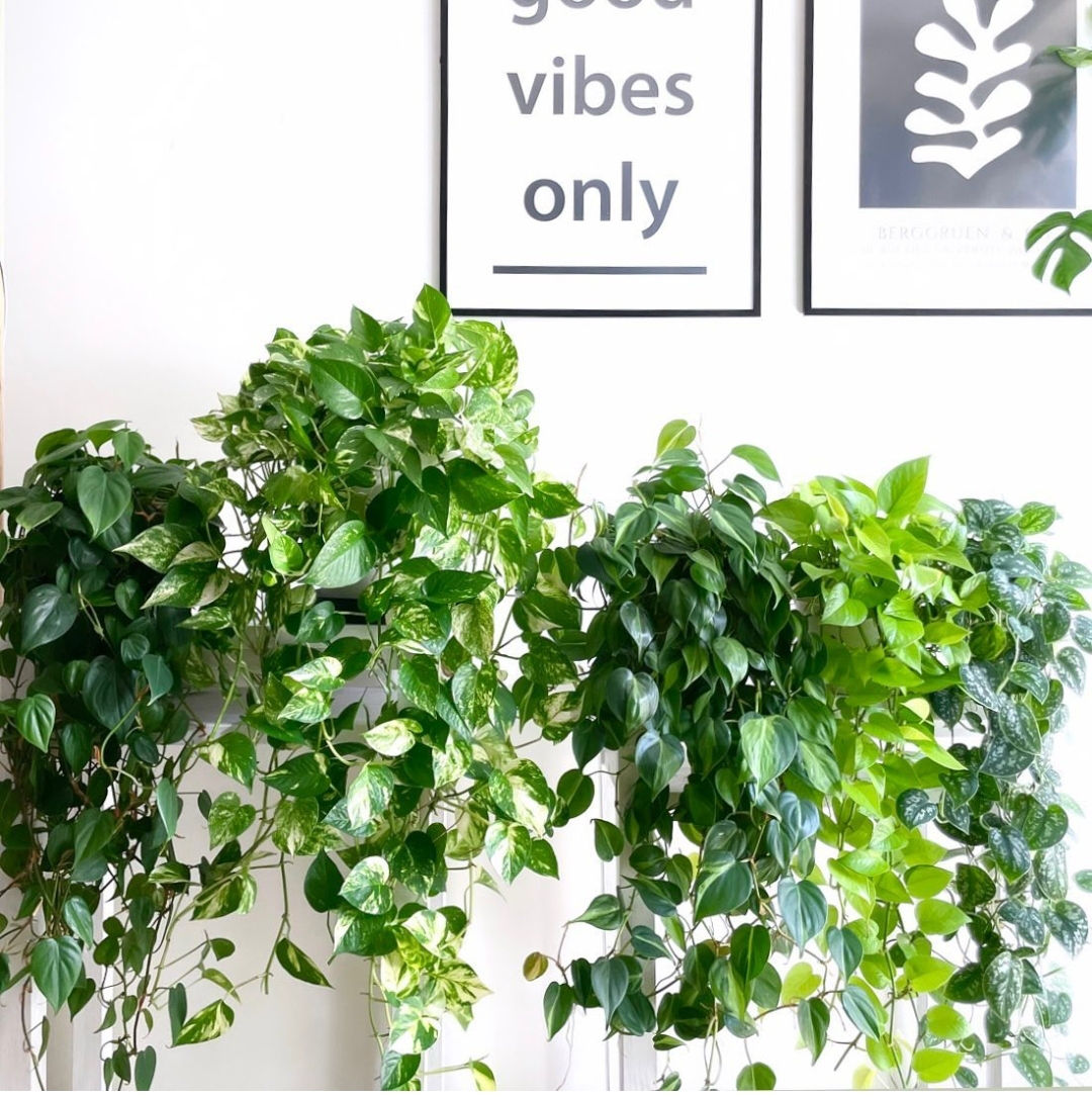 Plante de camera комнатные растения