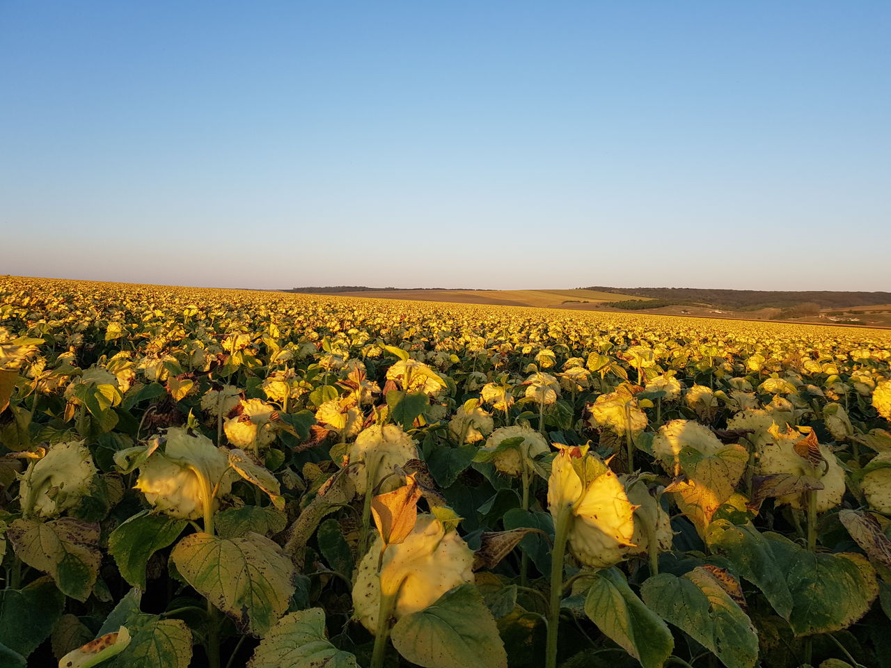 Oferta 2025 semințe Floarea soarelui +erbicid=1050 lei hectarul. foto 5