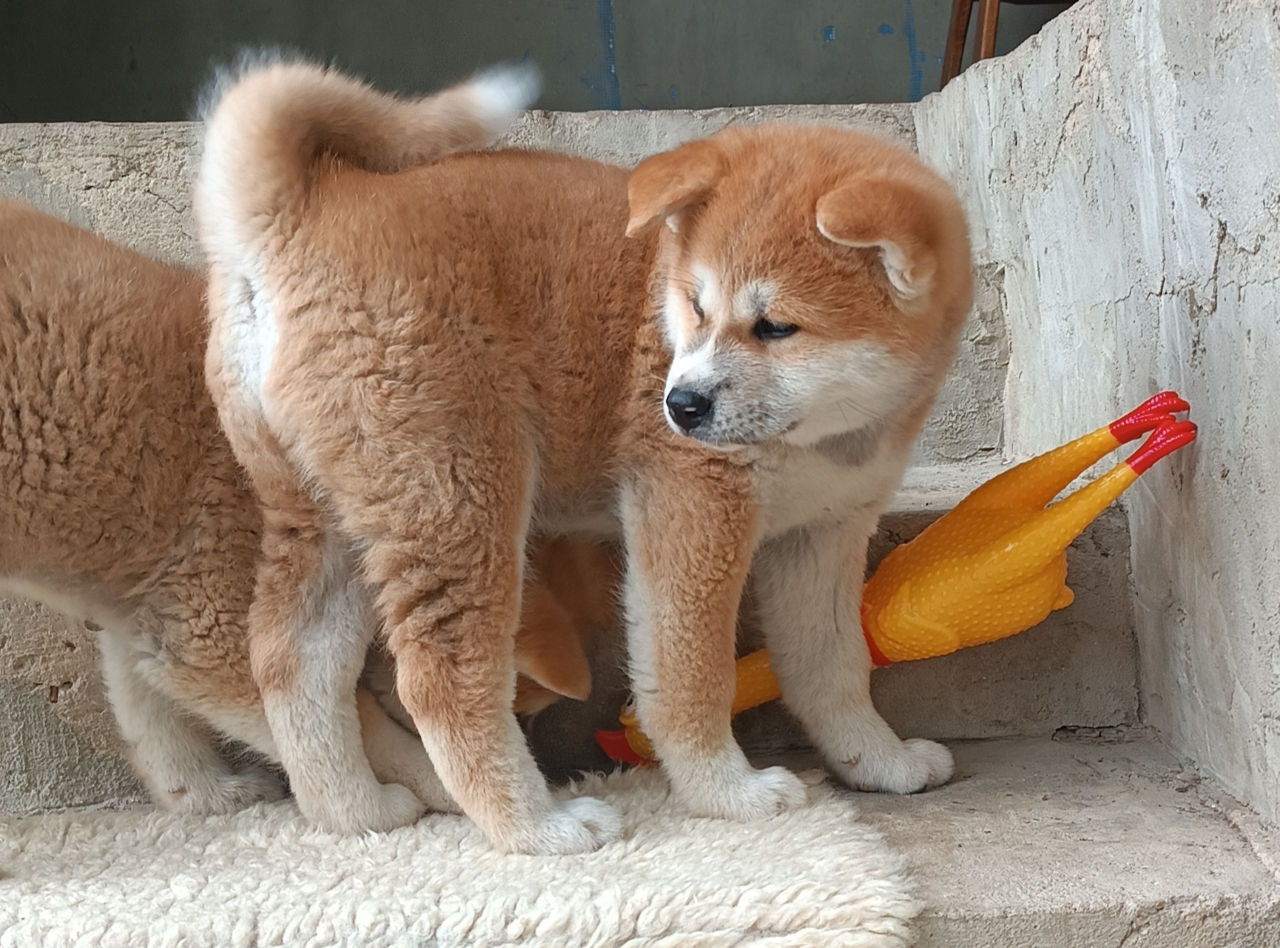 Akita  foto 0