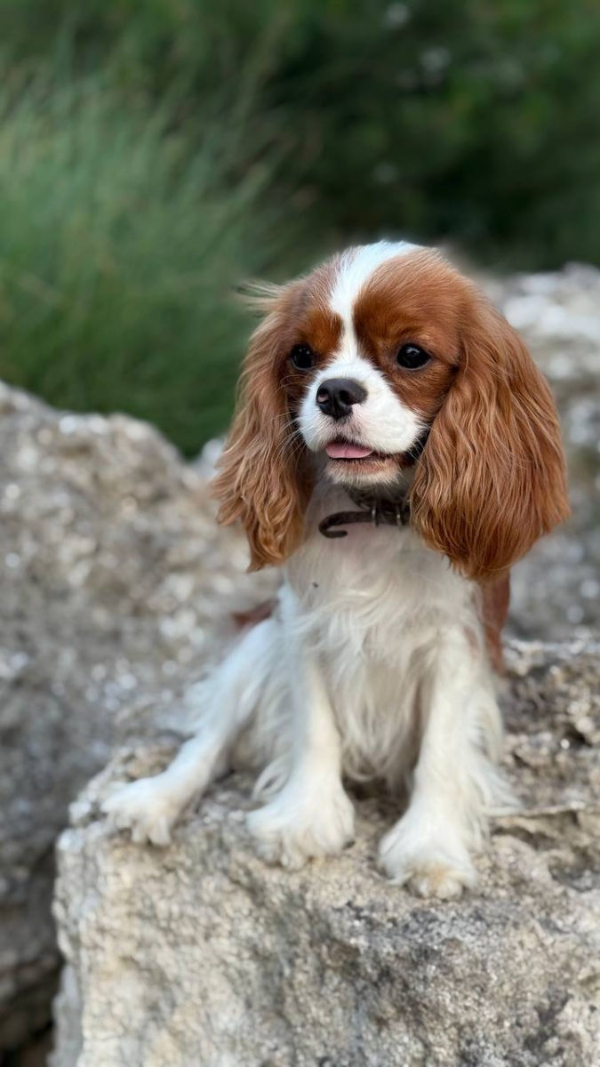 Кавалер чарльз кинг спаниель Cavalier King Charles Spaniel foto 5