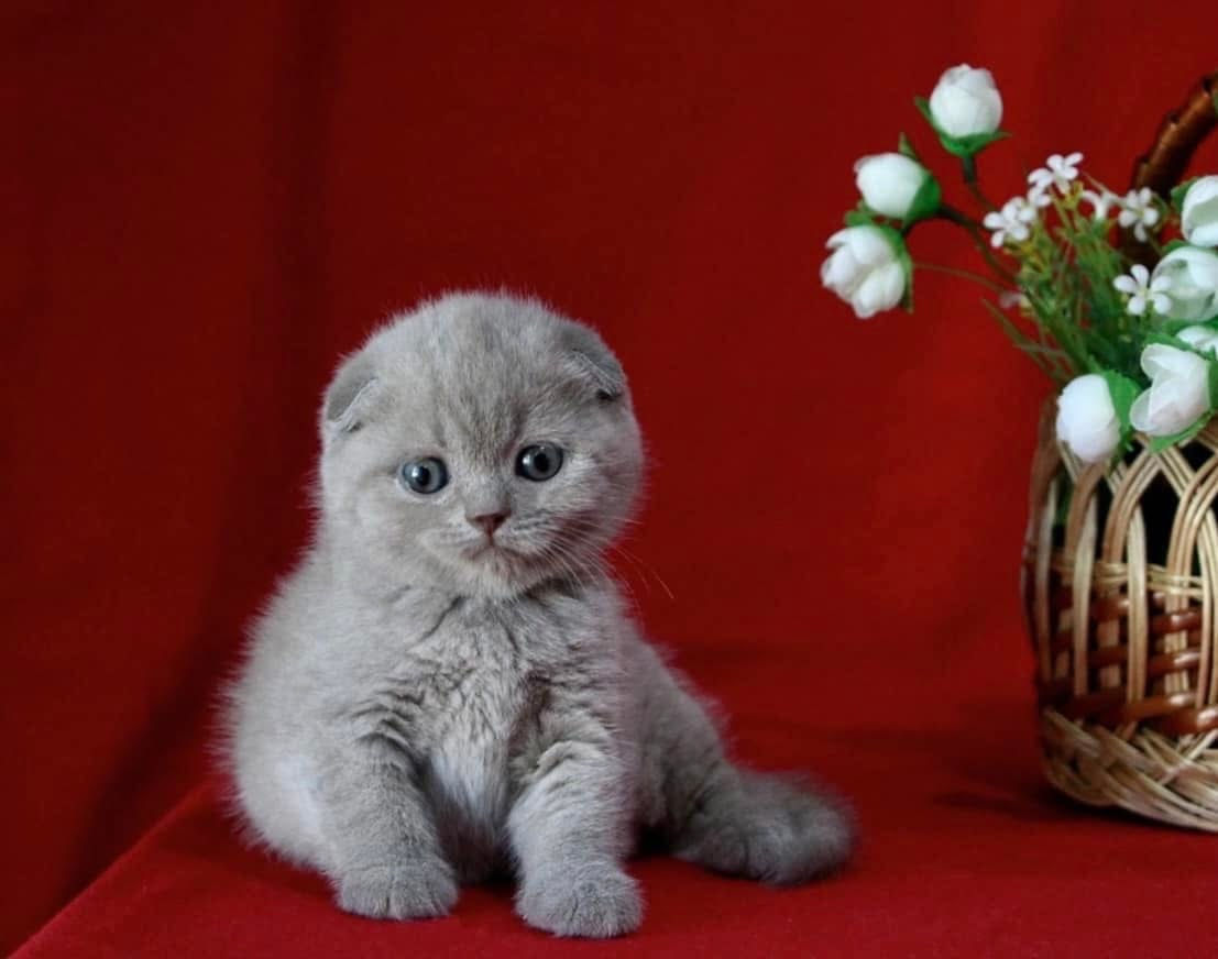 Кот лиловый вислоухий! Бельцы.  фото 7