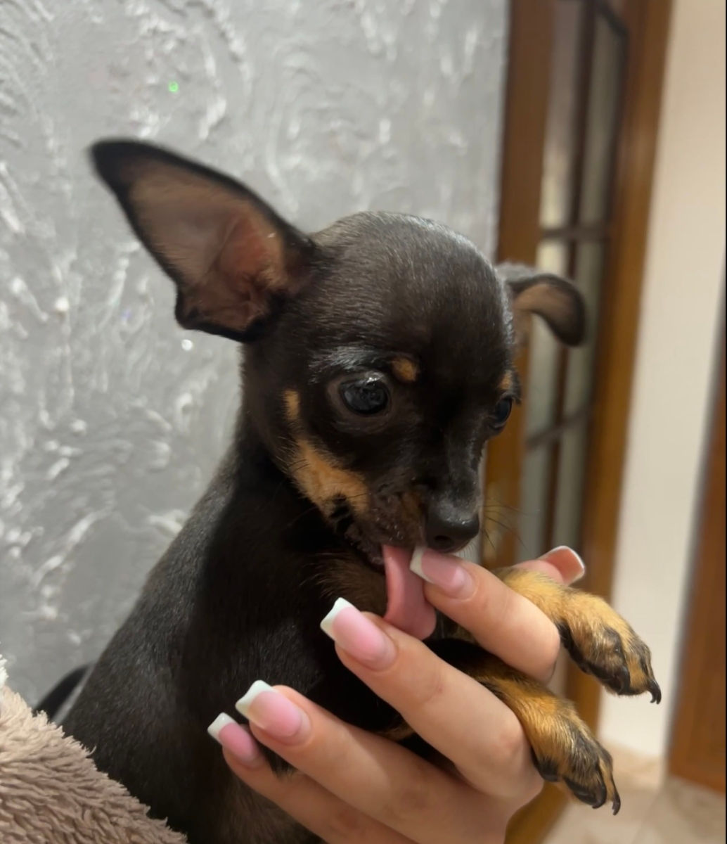 Cățeluși de buzunar! foto 0