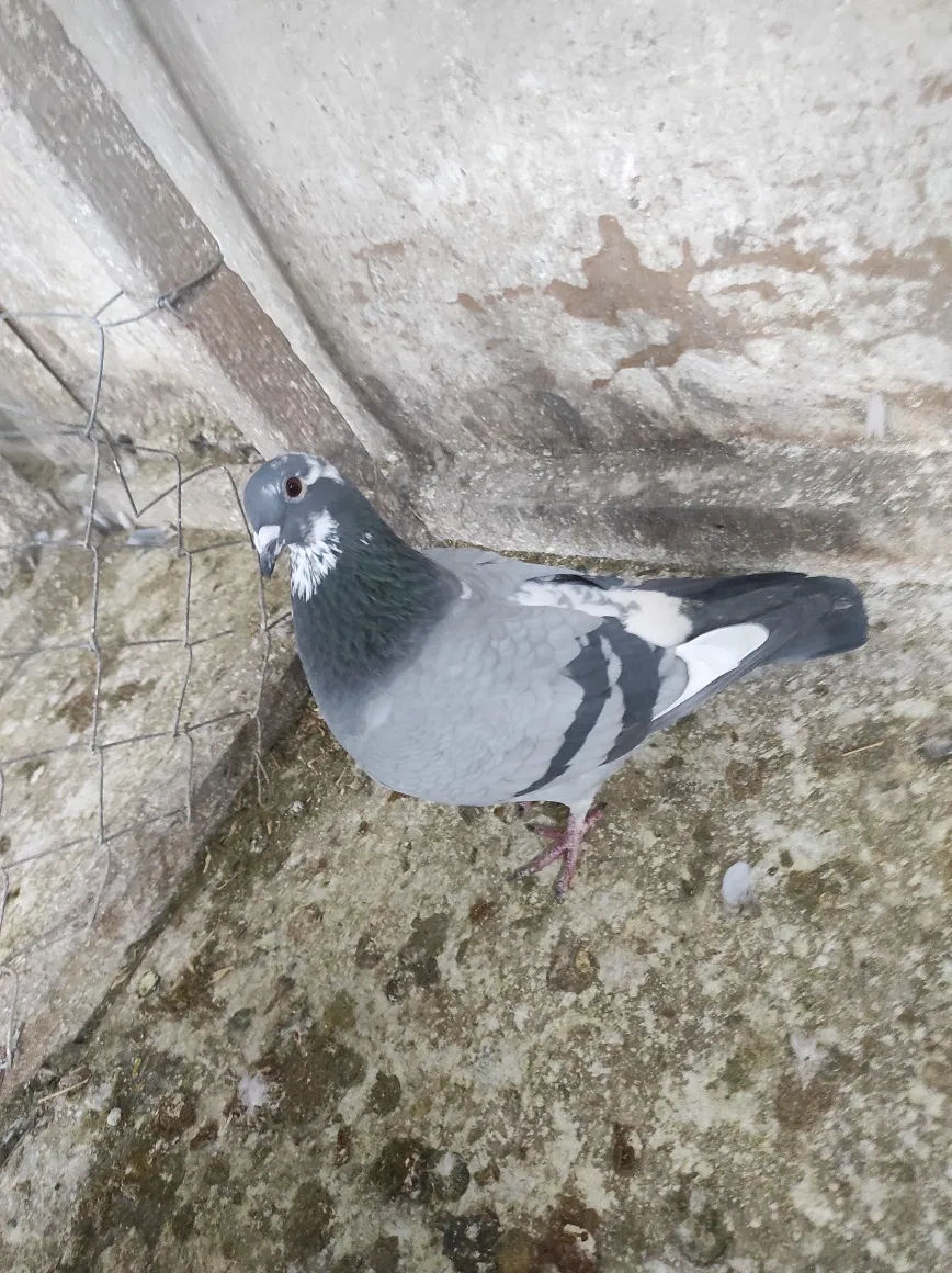 Porumbei voiajori și dragoni foto 3