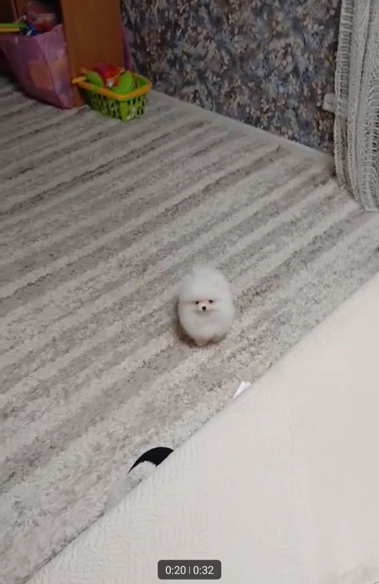 Срочно !!!(toy)spitz Pomeranian foto 4