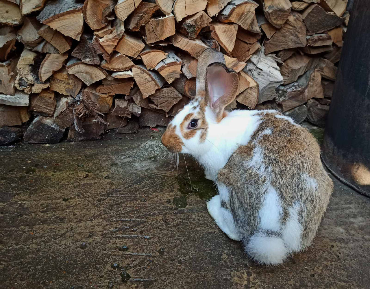 Самки и самцы