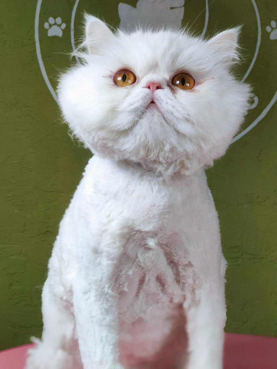 "Arlechino Grooming Studio". Буюканы. Стрижка кошек. фото 3