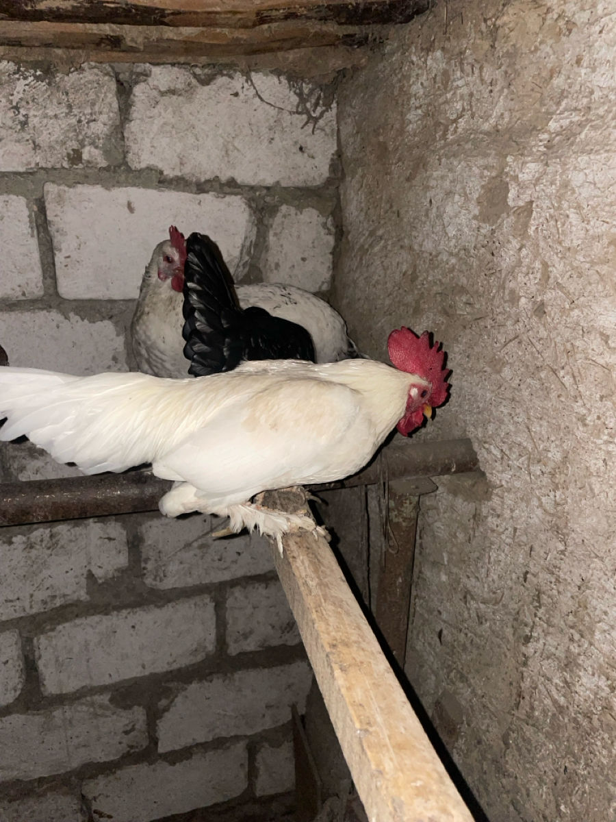 куры карликовые