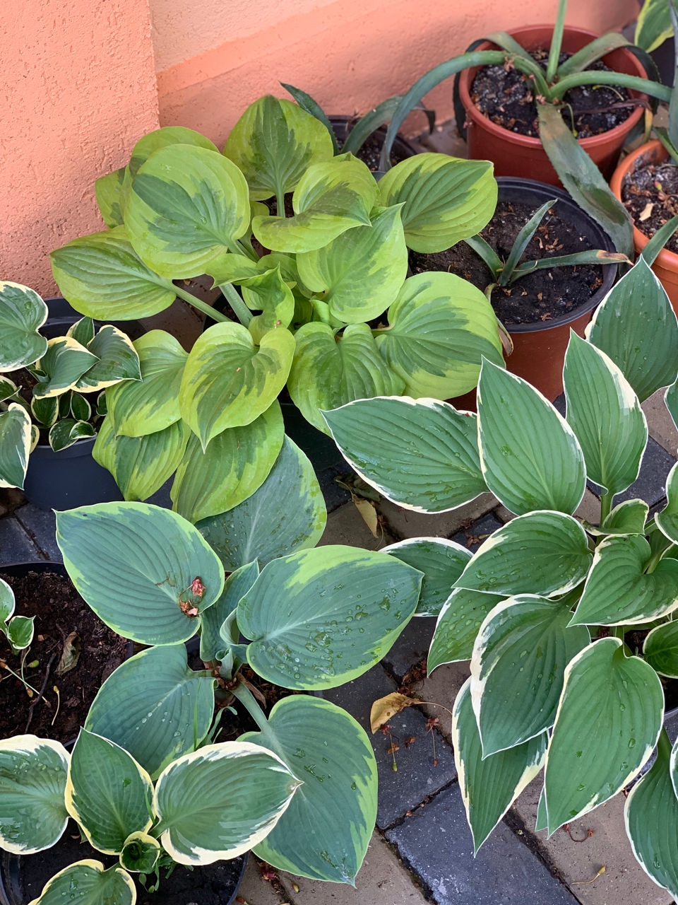 Vand diverse plante foto 7