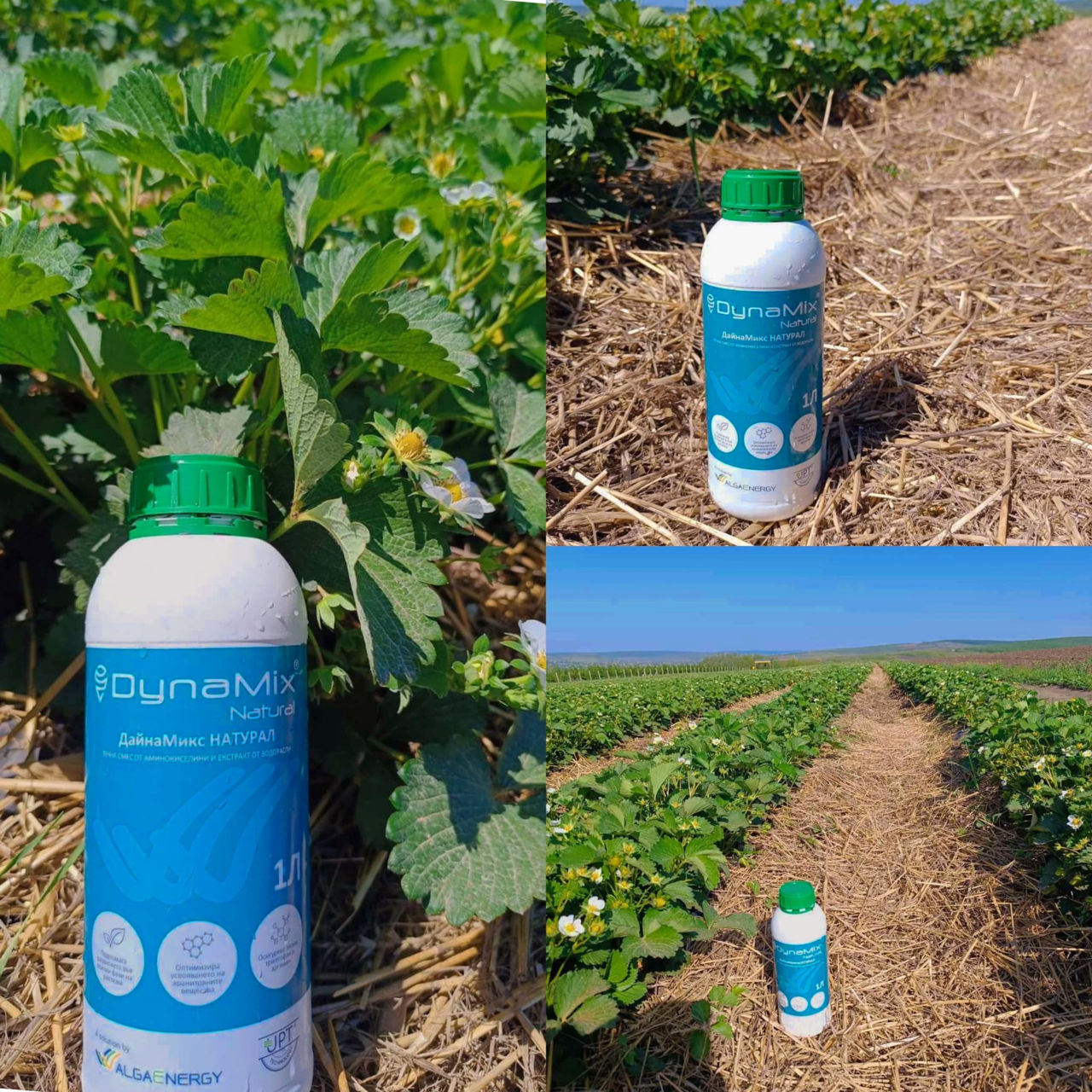 Microalge-dynamix, algaenergy foto 2